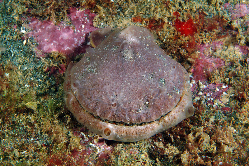 Mimachlamys varia